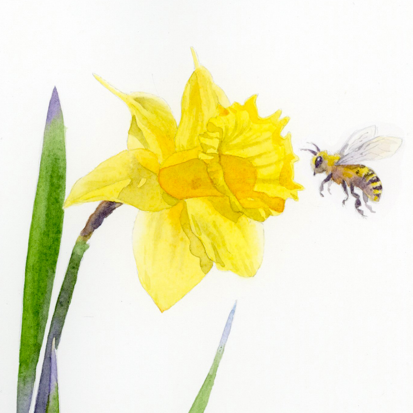 Un’ape e un trifoglio. Illustrare Emily Dickinson (Workshop)