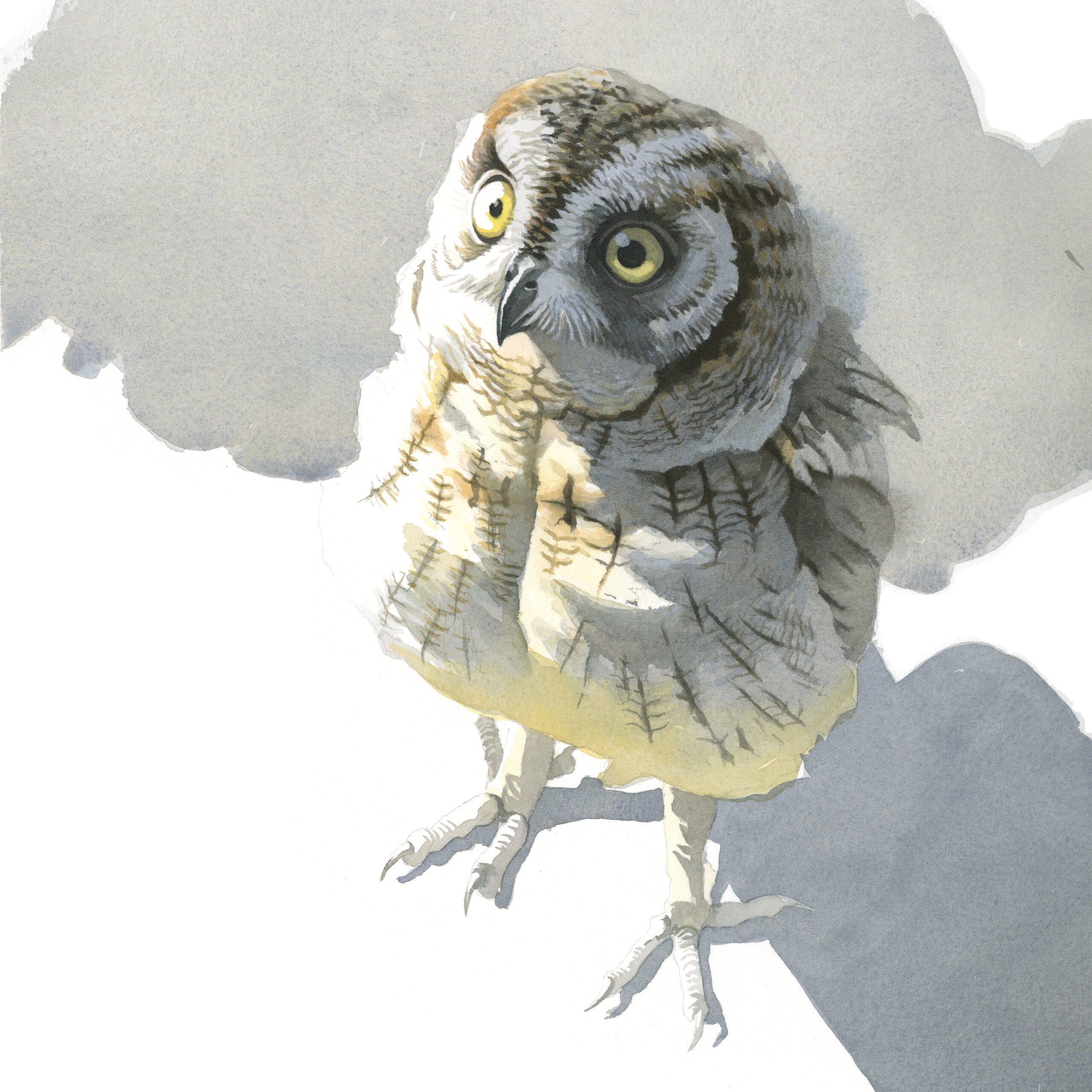 Gufi e civette. Li conosciamo veramente? (Workshop)