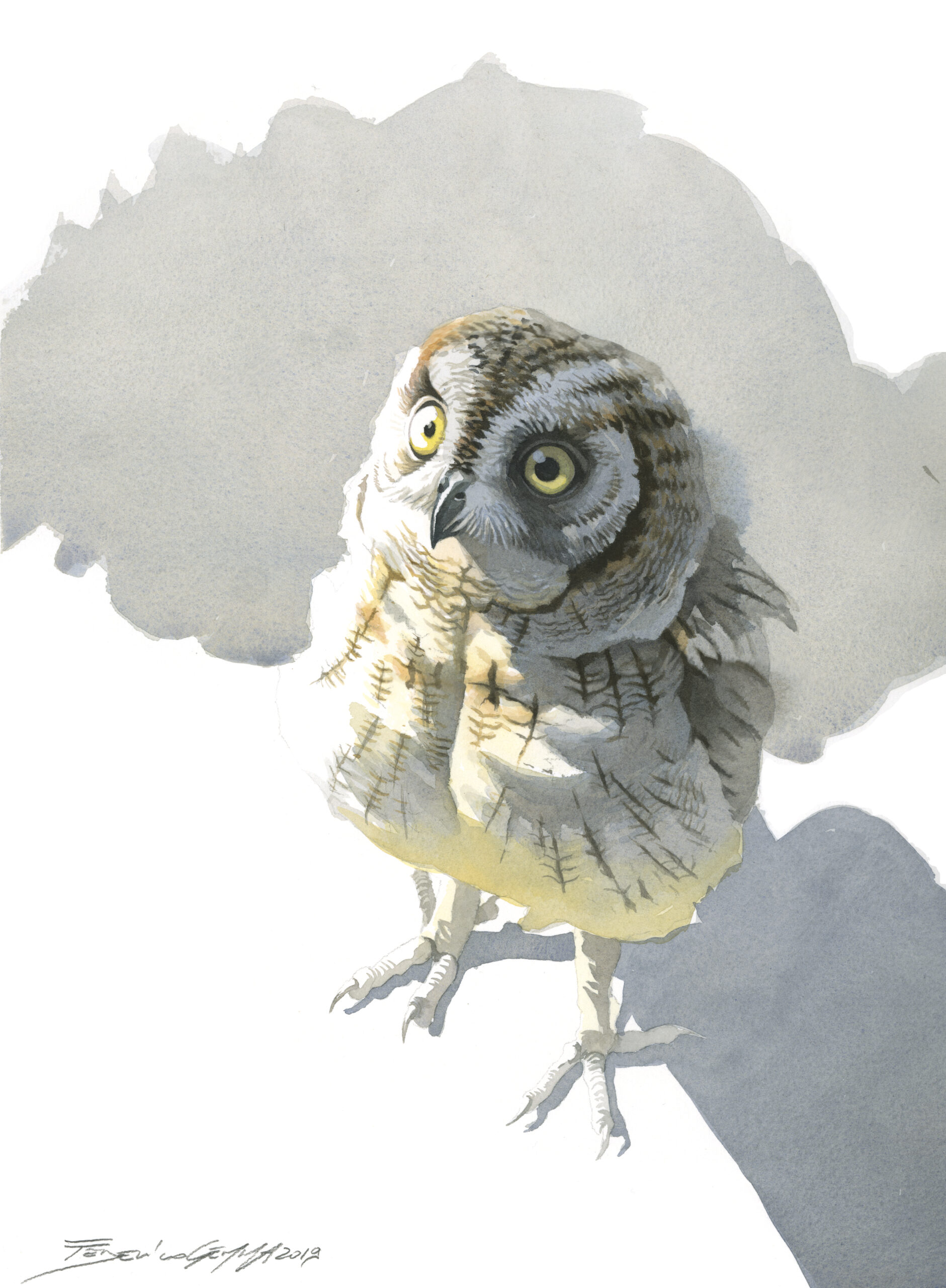 Federico Gemma - Gufi e civette. Li conosciamo veramente? (workshop)