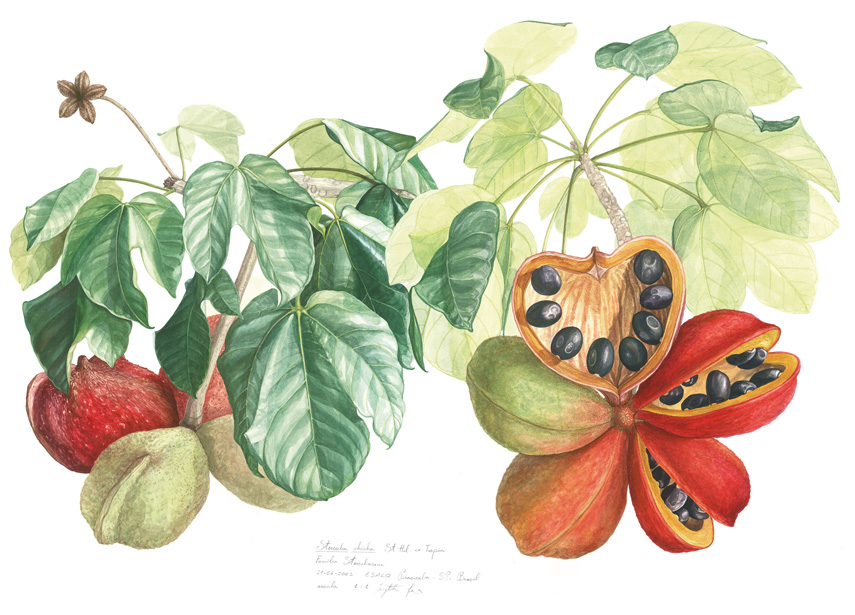 Opera Margherita Leoni 3